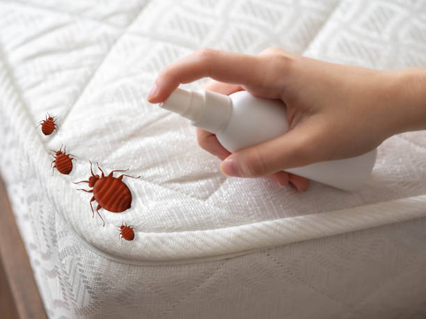 Best Termite Control Services  in St City, AR