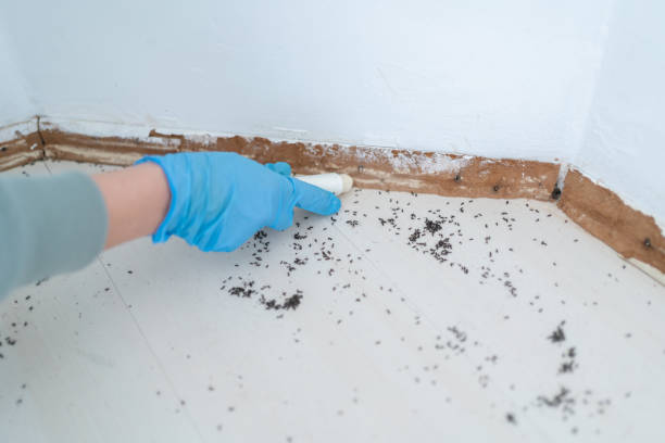 Best Termite Control Services  in St City, AR